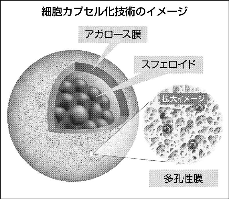 カプセル　細胞活性化 生きた細胞をカプセル化、東陽テクニカが開発した試薬の中身と展望