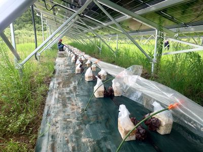 Jリーグクラブも…年800件以上増加中、「営農型太陽光」が秘める成長力