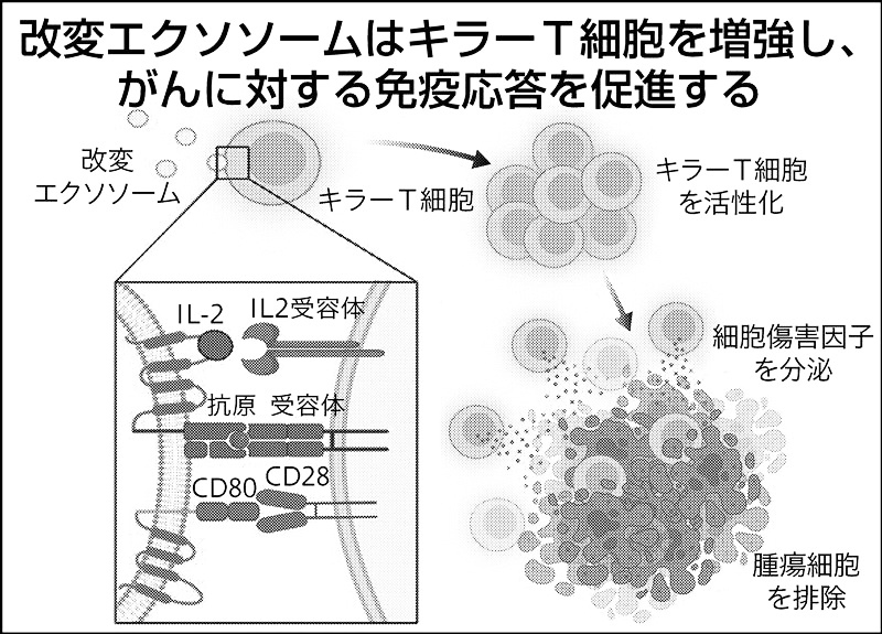 がんキラー”活性化…金沢大、「細胞微粒子」改変で成功した意義｜ニュー