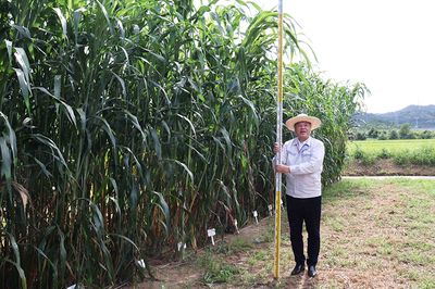 バイオ燃料の注目株「ソルガム」を知っていますか?…トヨタが栽培と研究に注力中