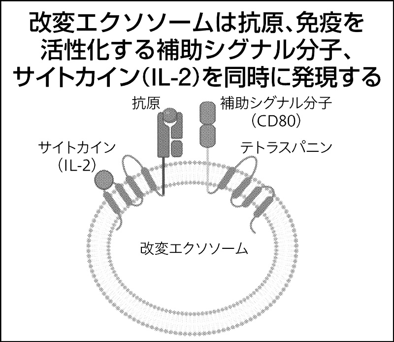 がんキラー”活性化…金沢大、「細胞微粒子」改変で成功した意義｜ニュー