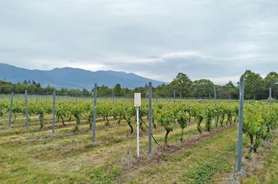 自然の再生をブランド力に、メルシャンが国産ワインを推進するわけ