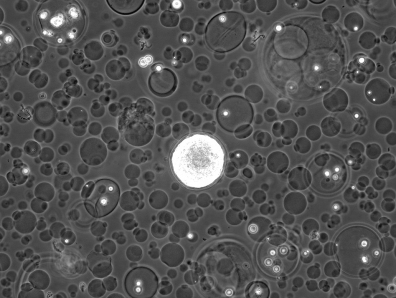 生きた細胞をカプセル化、東陽テクニカが開発した試薬の中身と展望