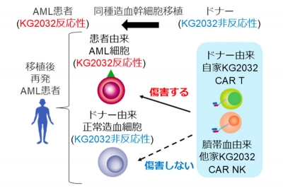 白血病再発防止に道…阪大が開発、 「急性骨髄性」新治療法の全容