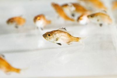 近畿大が世界初、ノドグロ完全養殖&hellip;「思いのほかスムーズに」