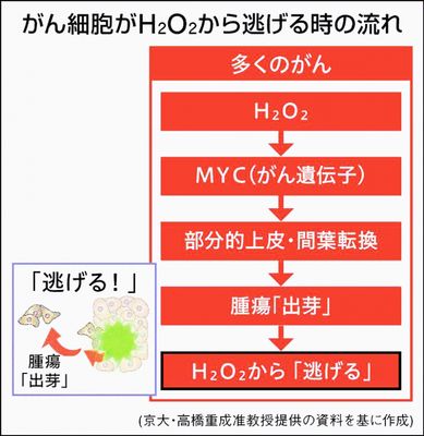 がんはなぜ転移するのか…根源的な問いに迫る研究成果、京大などが突き止めたこと｜ニュースイッチ by 日刊工業新聞社